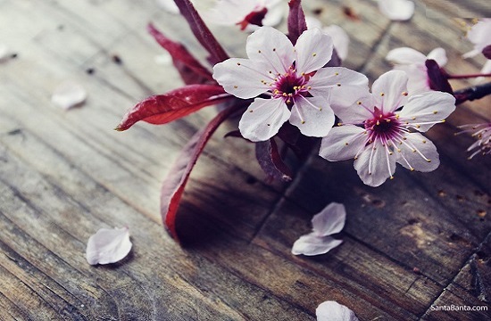 cherry_blossom_is_beautiful_japanese_flowers